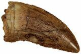 Serrated, Raptor Tooth - Real Dinosaur Tooth #296185-1